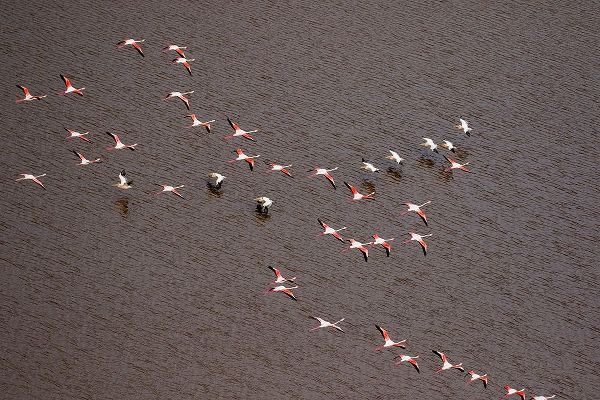 Africa-Tanzania-Aerial view of flock of Greater and Lesser Flamingos flying